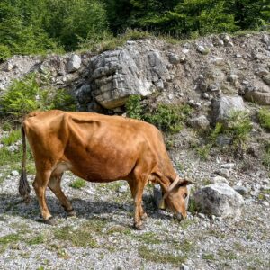 Albanien